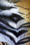 „haut und haar“