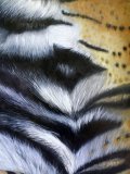 „haut und haar“